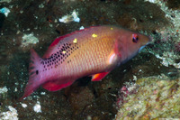 Bodianus diana (Diana's Hogfish)