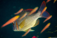 Lutjanus gibbus (Humpback Snapper)