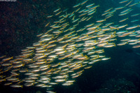 Lutjanus biguttatus (Twospot Snapper)