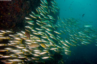 Lutjanus biguttatus (Twospot Snapper)