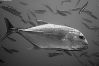 Caranx ignobilis (Giant Trevally)