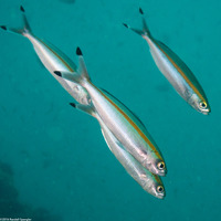 Pterocaesio marri (Twinstripe Fusilier)