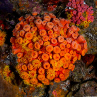 Tubastraea coccinea (Orange Cup Coral)