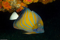 Pomacanthus annularis (Blue-Ringed Angelfish)