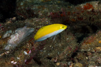 Halichoeres leucoxanthus (Canarytop Wrasse)