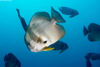 Platax teira (Longfin Spadefish)