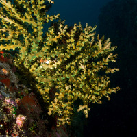 Tubastraea micranthus (Black Sun Coral)