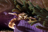 Neopetrolisthes maculatus (Spotted Porcelain Crab)
