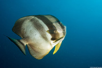 Platax teira (Longfin Spadefish)