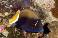 Sufflamen chrysopterum (Flagtail Triggerfish)