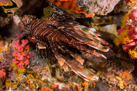 Pterois miles (Indian Lionfish)