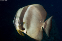 Platax teira (Longfin Spadefish)