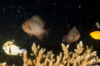 Dascyllus trimaculatus (Threespot Dascyllus)