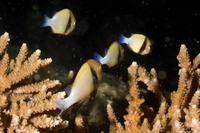 Dascyllus carneus (Indian Dascyllus)