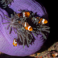 Amphiprion ocellaris (False Clown Anemonefish)