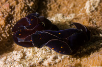 Chelidonura punctata (Chelidonura Punctata)