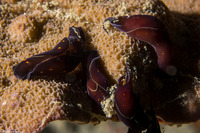 Chelidonura punctata (Chelidonura Punctata)