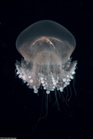 Crambione mastigophora (Rhizostome Jellyfish)