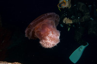 Crambione mastigophora (Rhizostome Jellyfish)