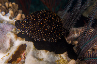 Ovula ovum (Common Egg Cowry)