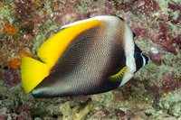 Heniochus singularius (Singular Bannerfish)