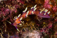 Coryphellina exoptata (Desirable Flabellina)