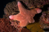 Choriaster granulatus (Granular Sea Star)