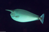 Naso brevirostris (Paletail Unicornfish)