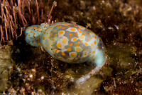 Lamprohaminoea cymbalum (Orange-Spotted Glassy Bubble)