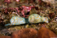 Lamprohaminoea cymbalum (Orange-Spotted Glassy Bubble)