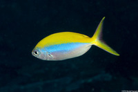 Caesio xanthonota (Yellowback Fusilier)