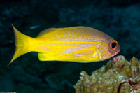 Lutjanus lutjanus (Bigeye Snapper)
