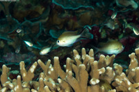 Chromis ternatensis (Ternate Chromis)