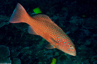 Plectropomus leopardus (Leopard Coral Grouper)
