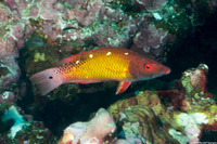 Bodianus diana (Diana's Hogfish)