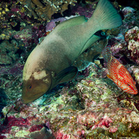 Aethaloperca rogaa (Redmouth Grouper)