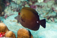 Zebrasoma scopas (Brushtail Tang)