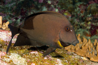 Ctenochaetus striatus (Lined Bristletooth)