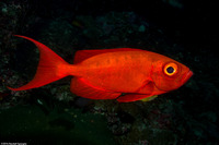 Priacanthus hamrur (Crescent-Tail Bigeye)