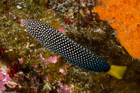 Anampses meleagrides (Yellowtail Wrasse)