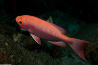 Priacanthus hamrur (Crescent-Tail Bigeye)