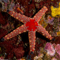 Fromia monilis (Peppermint Sea Star)