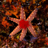 Fromia monilis (Peppermint Sea Star)