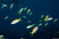 Pseudanthias evansi (Yellowback Anthias)