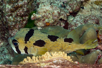 Diodon liturosus (Black-Blotched Porcupinefish)