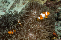 Amphiprion ocellaris (False Clown Anemonefish)