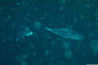 Scomberoides lysan (Double-Spotted Queenfish)