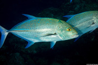 Caranx melampygus (Bluefin Trevally)