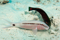 Parupeneus barberinus (Dash-Dot Goatfish)