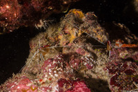 Lysmata amboinensis (White-Banded Cleaner Shrimp)